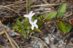 Harper's buttonweed